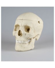 Erler Zimmer, modello anatomico di lusso di cranio classico 4710 Erler Zimmer, modello anatomico di lusso di cranio classico 4710