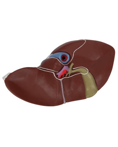 Modello anatomico di Fegato con cistifellea 3B Scientific K25 Modello anatomico di Fegato con cistifellea 3B Scientific K25