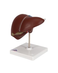 Modello anatomico di Fegato con cistifellea 3B Scientific K25