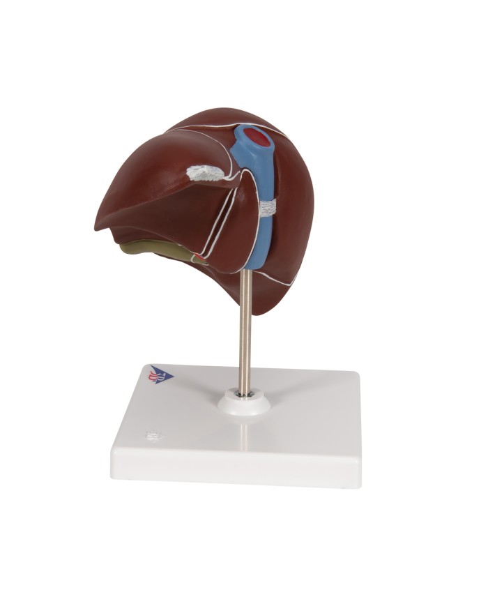 Modello anatomico di Fegato con cistifellea 3B Scientific K25