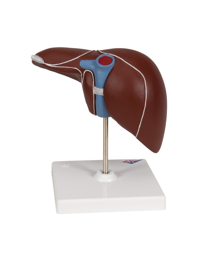 Modello anatomico di Fegato con cistifellea 3B Scientific K25