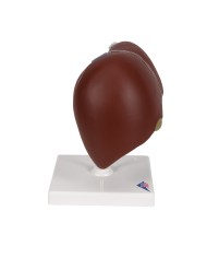 Modello anatomico di Fegato con cistifellea 3B Scientific K25