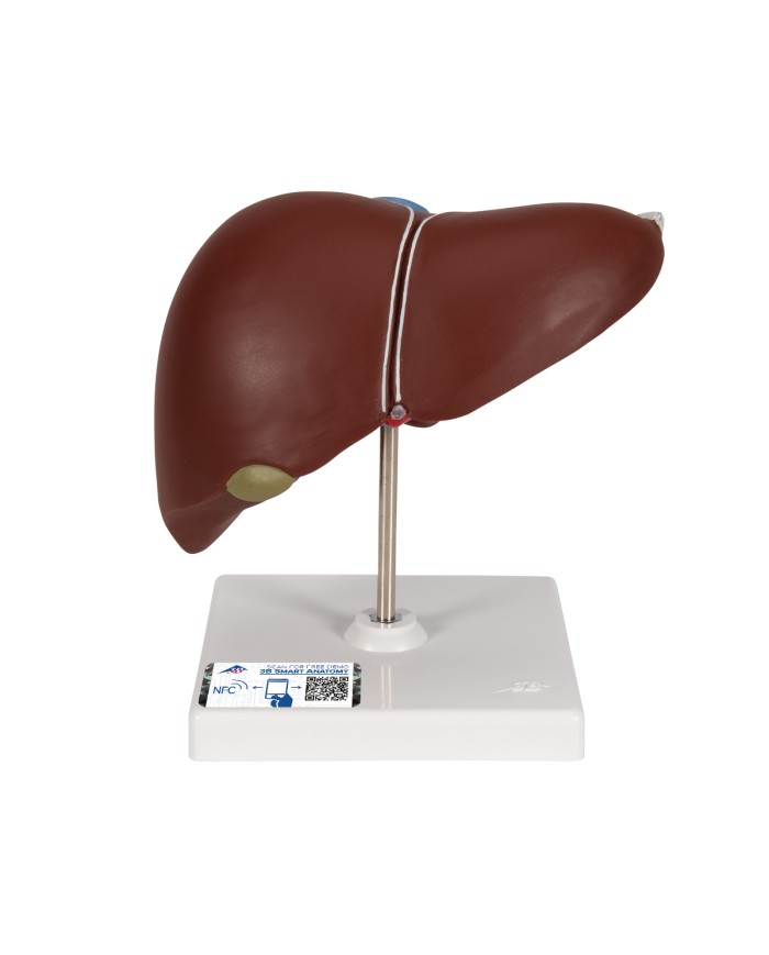 Modello anatomico di Fegato con cistifellea 3B Scientific K25