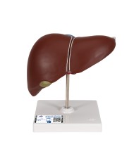 Modello anatomico di Fegato con cistifellea 3B Scientific K25
