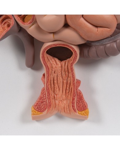 Modello anatomico di Apparato digerente in 2 parti 3B Scientific K20 Modello anatomico di Apparato digerente in 2 parti 3B Scientific K20