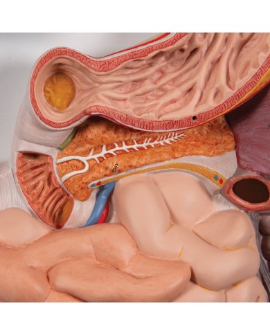Modello anatomico di Apparato digerente in 2 parti 3B Scientific K20 Modello anatomico di Apparato digerente in 2 parti 3B Scientific K20
