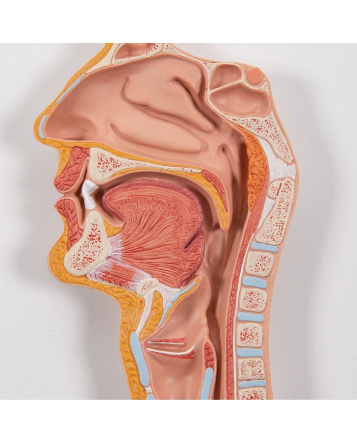 Modello anatomico di Apparato digerente in 2 parti 3B Scientific K20