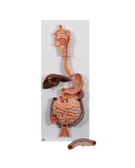 Modello anatomico di Apparato digerente in 2 parti 3B Scientific K20