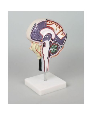 Erler Zimmer, modellino anatomico di circolazione dei fluidi cerebrospinali