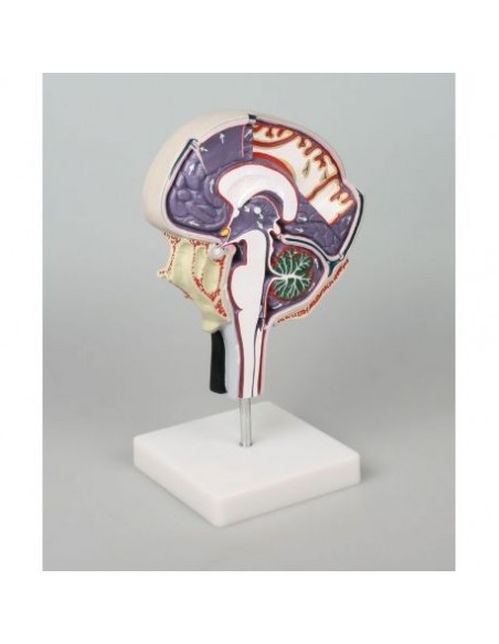 Erler Zimmer, modellino anatomico di circolazione dei fluidi cerebrospinali