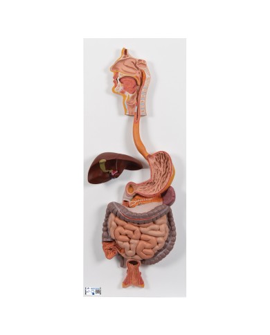 Modello anatomico di Apparato digerente in 2 parti 3B Scientific K20