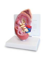 Modello di rene sano 3B Scientific 1019549