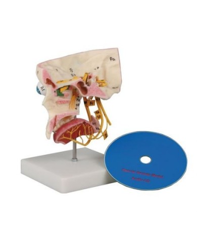 Erler Zimmer, modellino anatomico. I cinque sensi