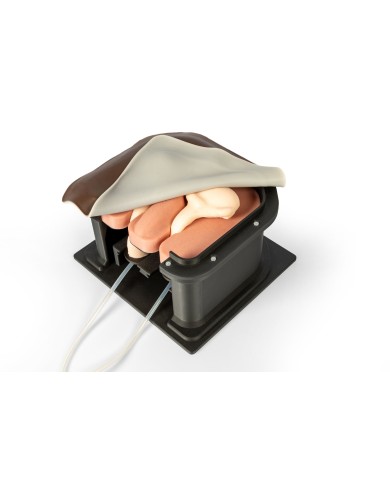 Simulatore chirurgico per castrazione equina Erler Zimmer EZ VET4810