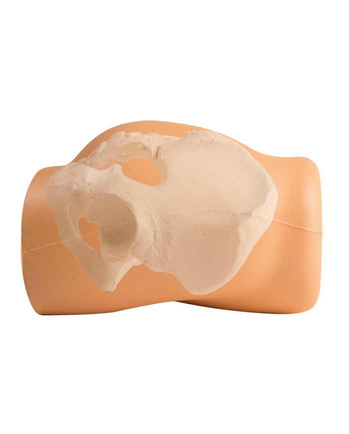 Simulatore per iniezioni Intramuscolo e biopsia della cresta iliaca Erler Zimmer 7090