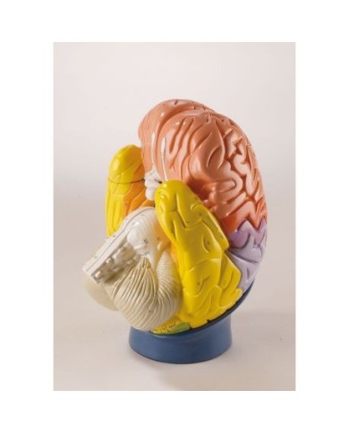 Erler Zimmer, le regioni del cervello umano, ingrandito 2 volte, scomponibile in 4 parti R10122