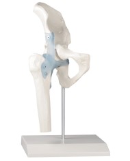 Kit articolazioni spalla, gomito e anca con legamenti