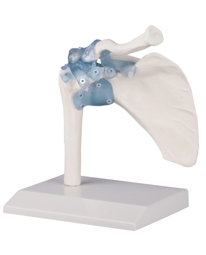 Kit articolazioni spalla, gomito e anca con legamenti
