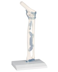 Kit articolazioni spalla, gomito e anca con legamenti