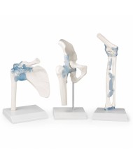 Kit articolazioni spalla, gomito e anca con legamenti