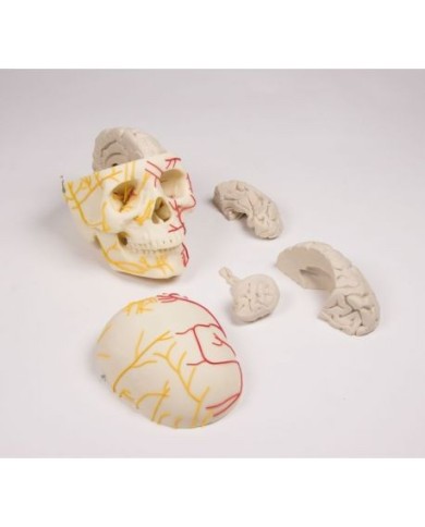 Erler Zimmer, modello anatomico di cranio neurovascolare, con cervello, scomponibile in 8 parti