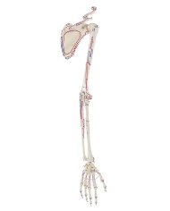 Kit scheletro braccio e gamba con marcature muscolari