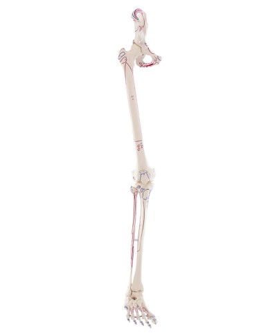 Kit scheletro braccio e gamba con marcature muscolari