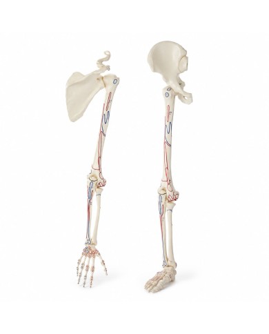 Kit scheletro braccio e gamba con marcature muscolari
