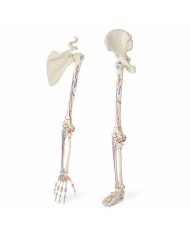 Kit scheletro braccio e gamba con marcature muscolari