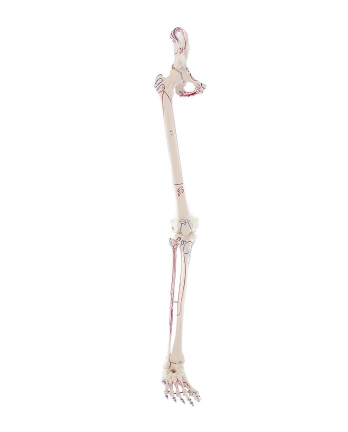 Kit scheletro braccio e gamba con marcature muscolari
