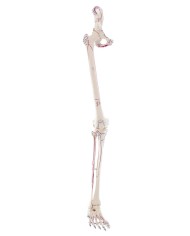 Kit scheletro braccio e gamba con marcature muscolari