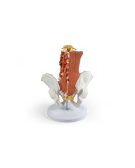 Bacino maschile con colonna lombare e muscoli lombari EZ 4044