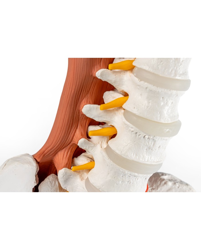 Bacino maschile con colonna lombare e muscoli lombari EZ 4044