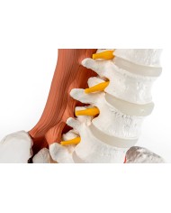 Bacino maschile con colonna lombare e muscoli lombari EZ 4044