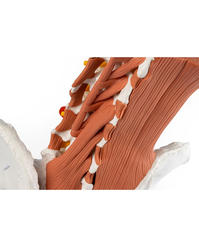 Bacino maschile con colonna lombare e muscoli lombari EZ 4044