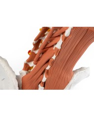 Bacino maschile con colonna lombare e muscoli lombari EZ 4044