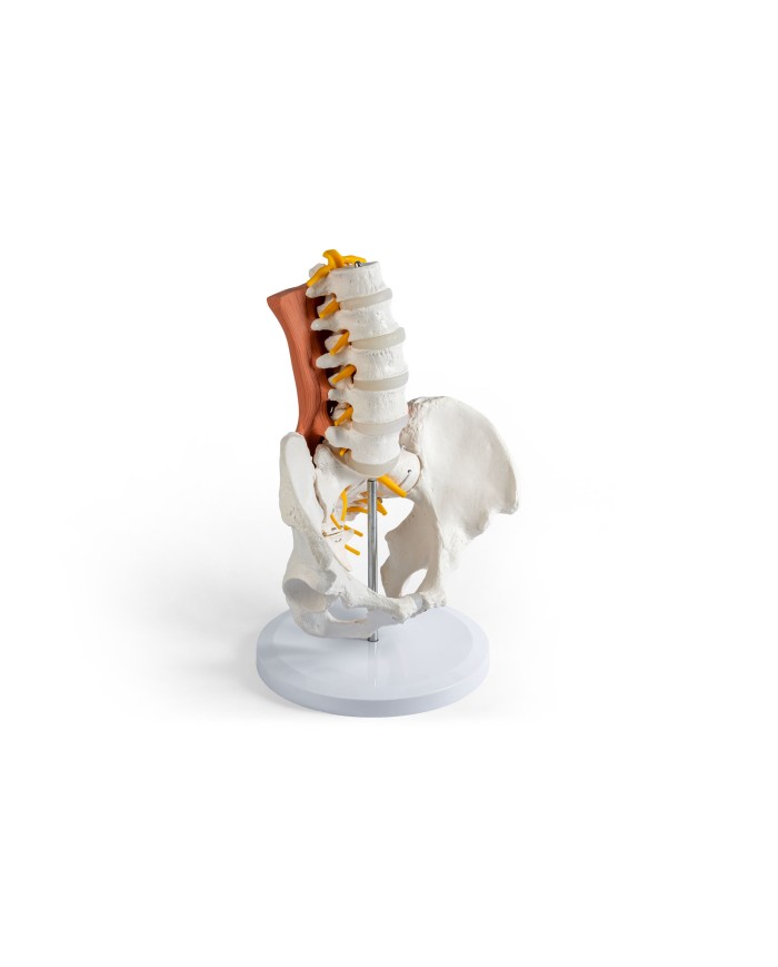 Bacino maschile con colonna lombare e muscoli lombari EZ 4044