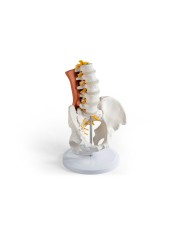 Bacino maschile con colonna lombare e muscoli lombari EZ 4044