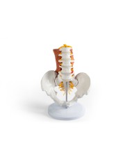 Bacino maschile con colonna lombare e muscoli lombari EZ 4044