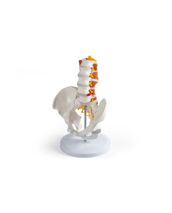 Bacino maschile con colonna lombare e muscoli lombari EZ 4044