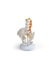 Bacino maschile con colonna lombare e muscoli lombari EZ 4044