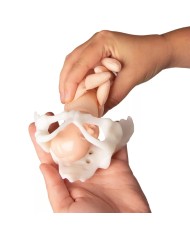 Mini bacino femminile con bambola per simulazione del parto EZ 4082
