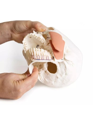Modello di cranio per odontoiatria con sindrome CMD in 8 parti EZ 4860