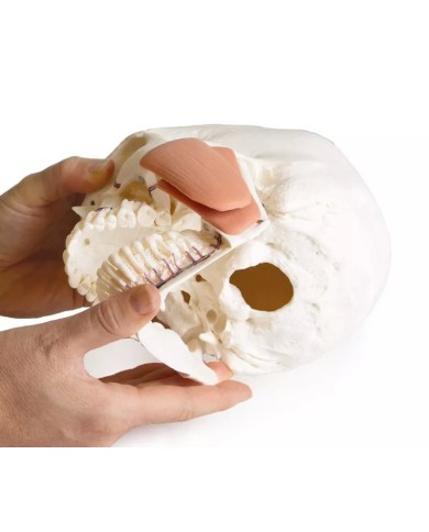 Modello di cranio per odontoiatria con sindrome CMD in 8 parti EZ 4860
