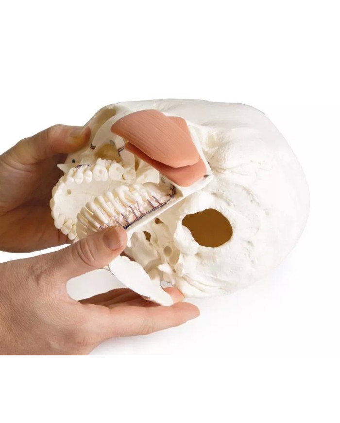 Modello di cranio per odontoiatria con sindrome CMD in 8 parti EZ 4860
