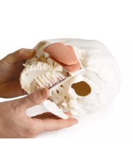 Modello di cranio per odontoiatria con sindrome CMD in 8 parti EZ 4860