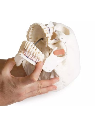 Modello di cranio per odontoiatria con sindrome CMD in 8 parti EZ 4860