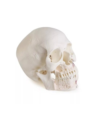 Modello di cranio per odontoiatria con sindrome CMD in 8 parti EZ 4860
