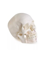 Modello di cranio per odontoiatria con sindrome CMD in 8 parti EZ 4860