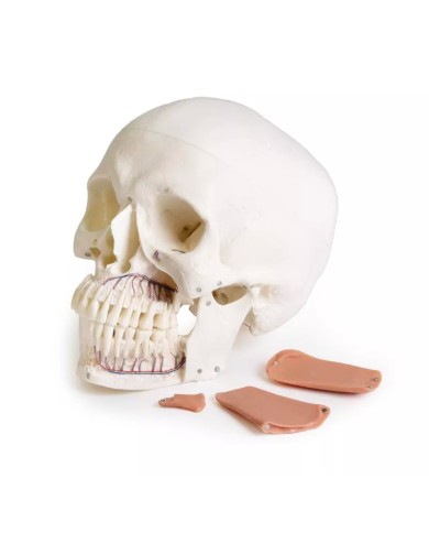 Modello di cranio per odontoiatria con sindrome CMD in 8 parti EZ 4860